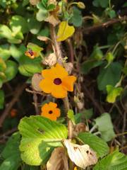 Thunbergia alata