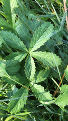 Potentilla reptans