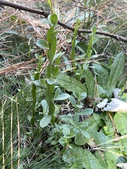 Baccharis trimera