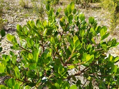 Baccharis macrantha