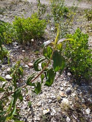 Baccharis latifolia