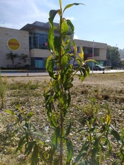 Baccharis latifolia