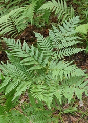 Pteridium pinetorum
