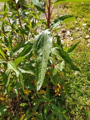 Baccharis latifolia