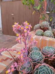 Echeveria