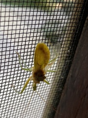 Ploeogaster