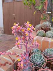 Echeveria