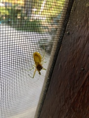 Ploeogaster