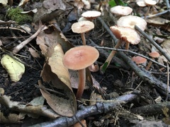 Laccaria laccata pallidifolia