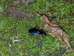 Platyninae