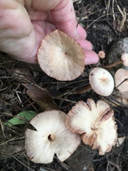 Laccaria laccata pallidifolia