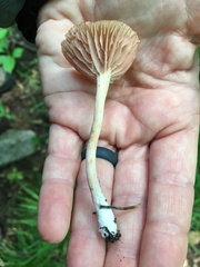 Laccaria laccata pallidifolia