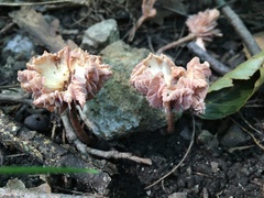 Laccaria laccata pallidifolia