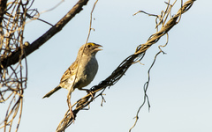 Ammodramus humeralis