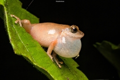 Pseudophilautus wynaadensis