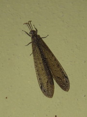 Brachynemurus fuscus