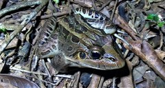 Leptodactylus latrans