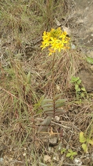 Epidendrum aura-usecheae