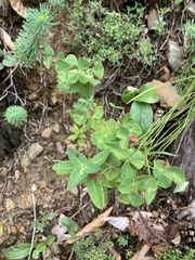 Euphorbia angulata