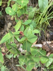 Euphorbia angulata