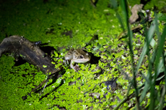 Leptodactylus insularum