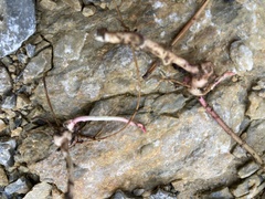 Euphorbia angulata