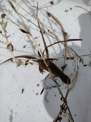 Lissotriton vulgaris