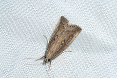 Thopeutis forbesellus