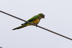 Eupsittula cactorum