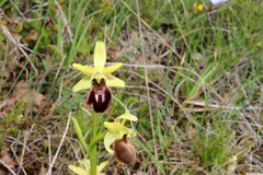 Ophrys sphegodes