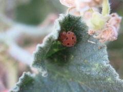 Henosepilachna argus