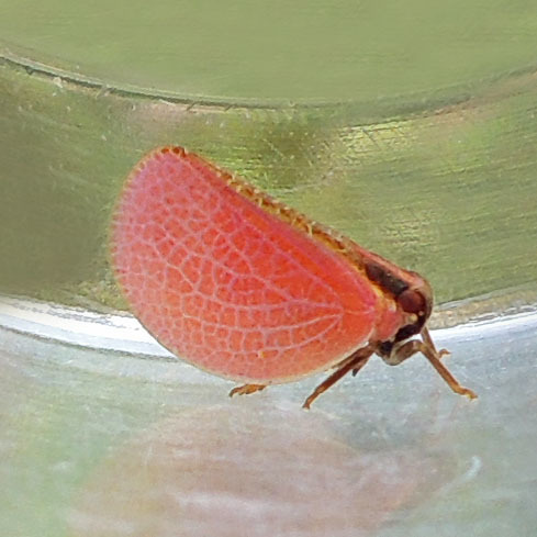Acanaloniid Planthoppers