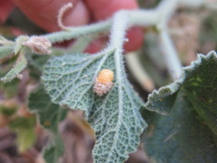 Henosepilachna argus