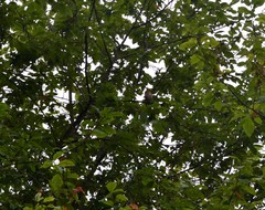 Coccothraustes coccothraustes