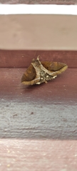 Lepidoptera