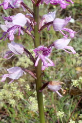 Orchis militaris