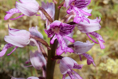 Orchis militaris