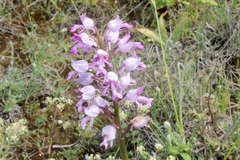 Orchis militaris