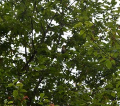 Coccothraustes coccothraustes
