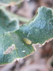 Henosepilachna argus