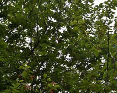 Coccothraustes coccothraustes