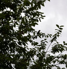 Coccothraustes coccothraustes