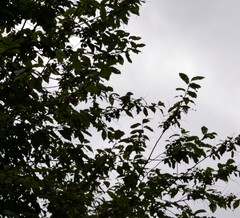 Coccothraustes coccothraustes