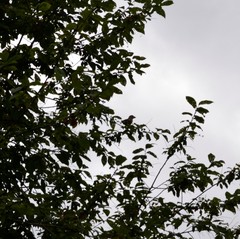 Coccothraustes coccothraustes