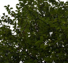 Coccothraustes coccothraustes