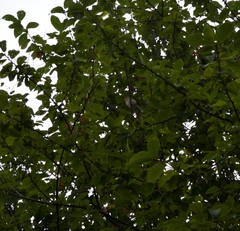 Coccothraustes coccothraustes