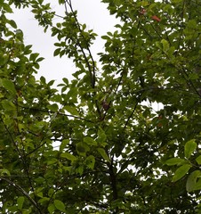 Coccothraustes coccothraustes
