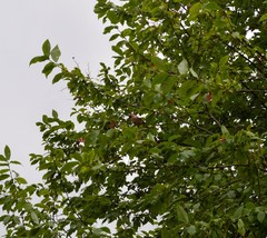 Coccothraustes coccothraustes