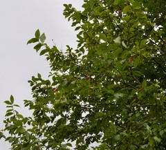 Coccothraustes coccothraustes