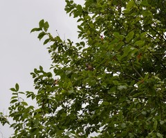 Coccothraustes coccothraustes